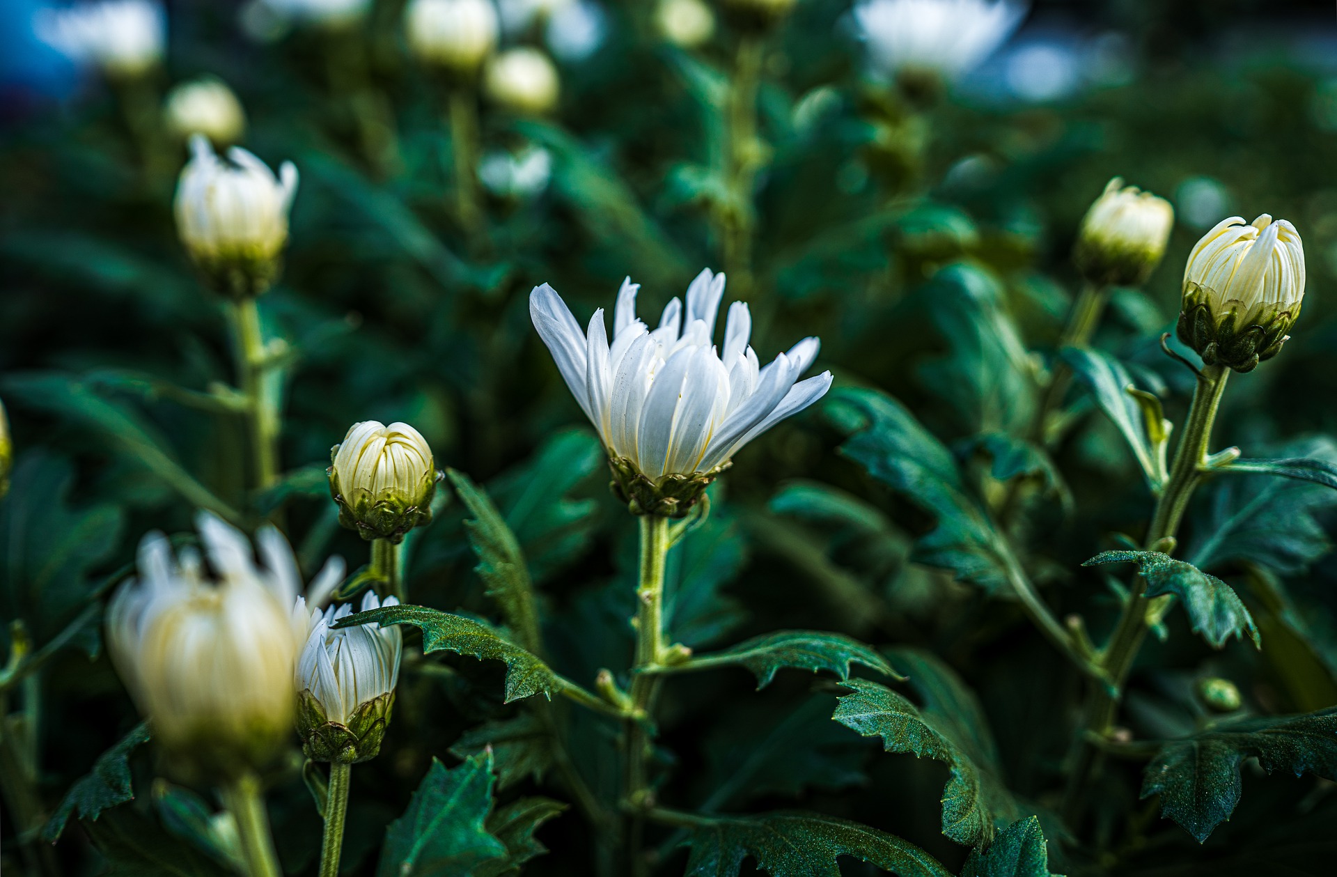 lovely flower